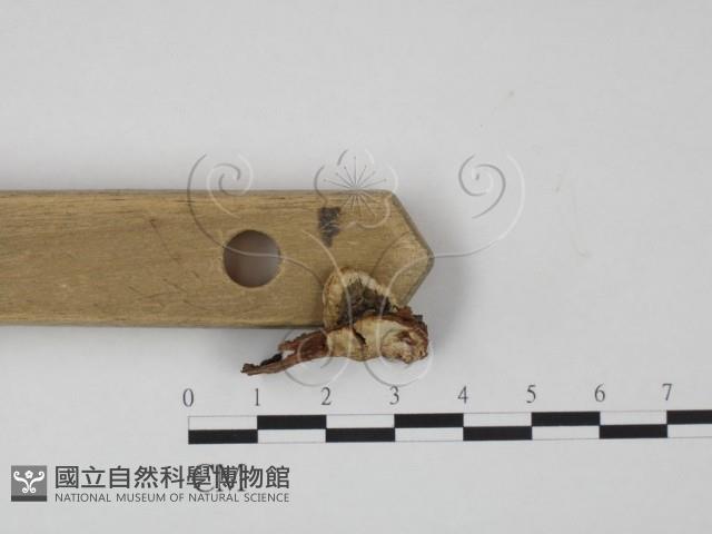 韌革菌屬藏品圖，第3張