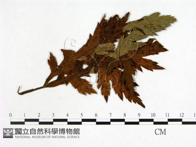 登錄號:F0019238藏品圖，第3張
