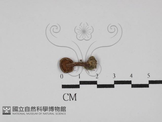 登錄號:F0003238藏品圖，第3張