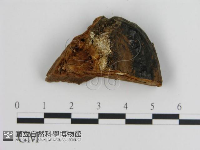 登錄號:F0018838藏品圖，第1張