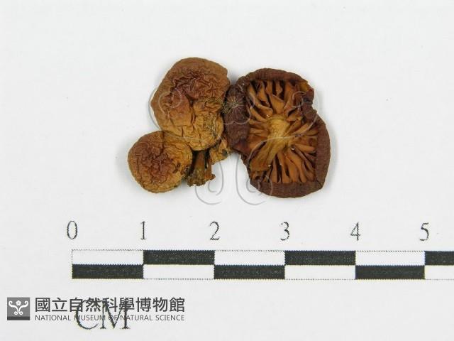登錄號:F0010838藏品圖，第3張