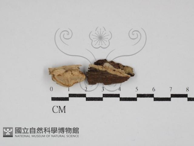 登錄號:F0026838藏品圖，第1張