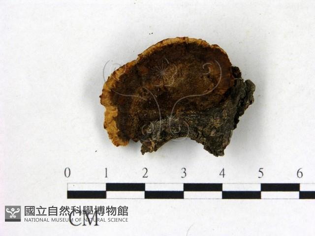 登錄號:F0006838藏品圖，第3張