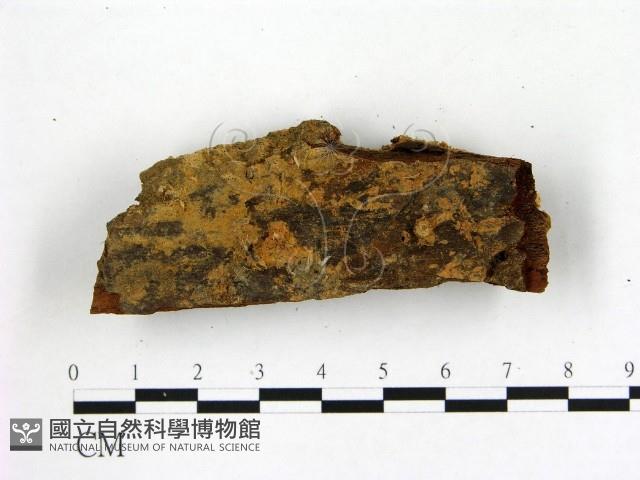 登錄號:F0021838藏品圖，第3張