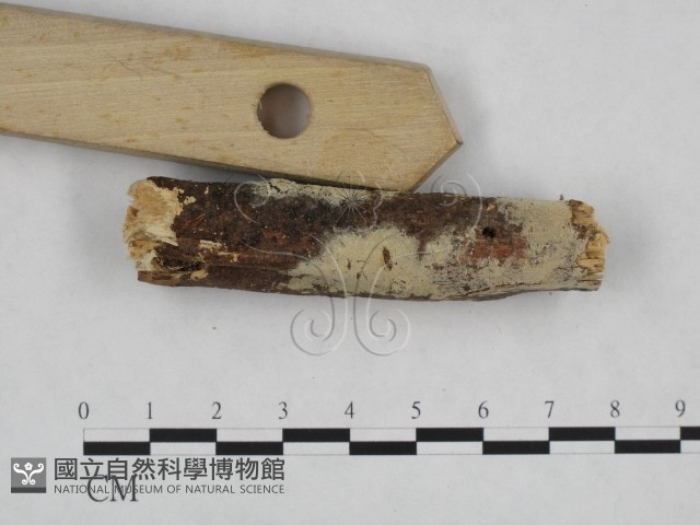 登錄號:F0024838藏品圖，第3張