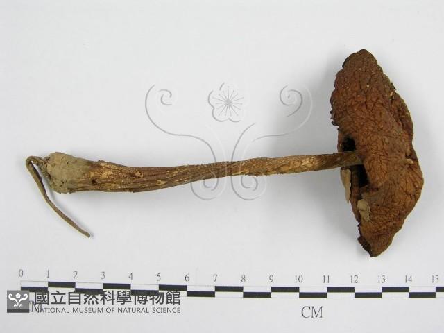 登錄號:F0004838藏品圖，第3張