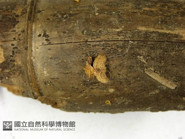 登錄號:F0022838藏品圖，第3張