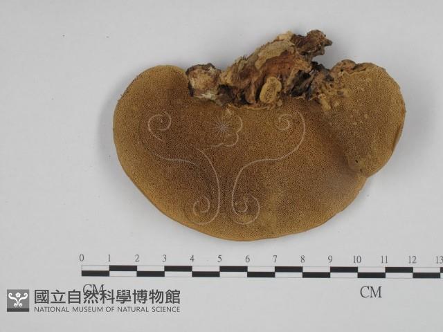 東方栓菌藏品圖，第3張