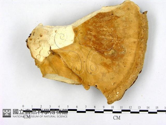 登錄號:F0005838藏品圖，第3張