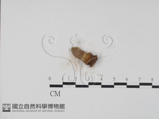 登錄號:F0009838藏品圖，第3張