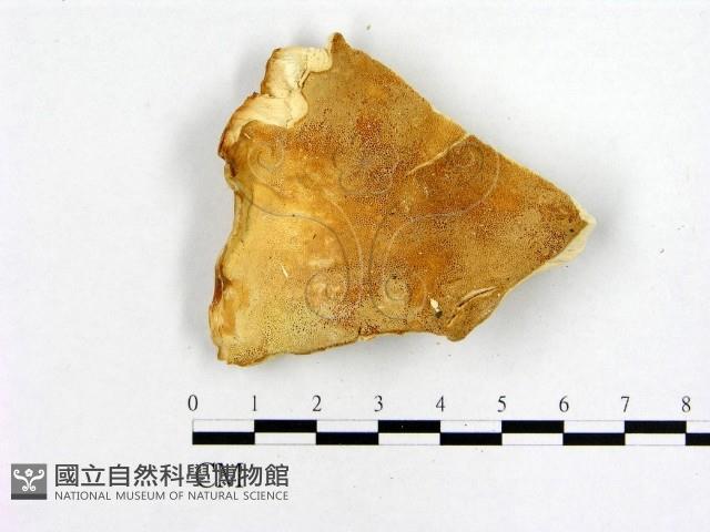 登錄號:F0019838藏品圖，第3張