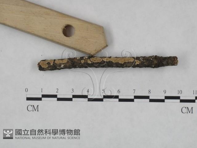 耙菌屬藏品圖，第3張