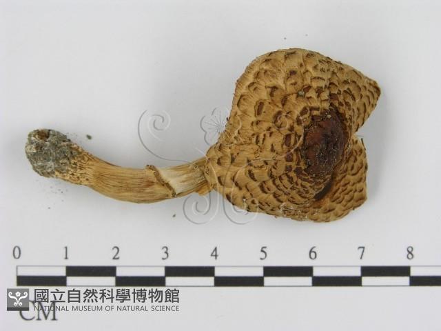 登錄號:F0003838藏品圖，第3張