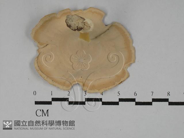 黄柄小孔菌藏品圖，第3張