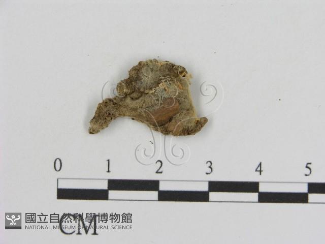 登錄號:F0000938藏品圖，第3張
