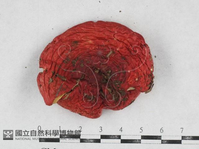 登錄號:F0026938藏品圖，第3張