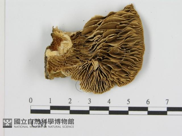 登錄號:F0006938藏品圖，第3張