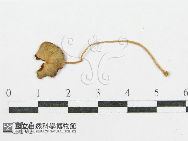 登錄號:F0004938藏品圖，第3張