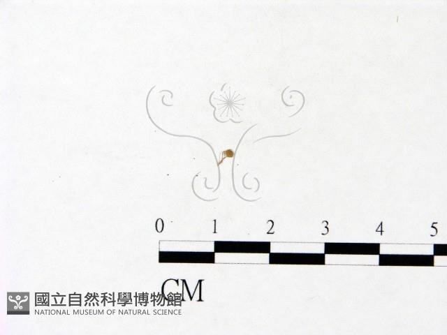 登錄號:F0022938藏品圖，第3張