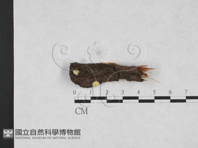 登錄號:F0027938藏品圖，第1張