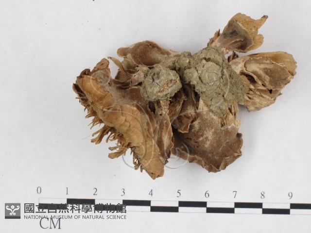 登錄號:F0025938藏品圖，第3張