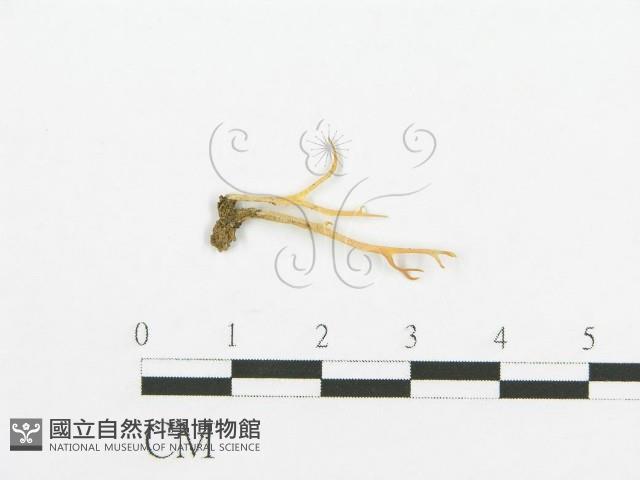 登錄號:F0009938藏品圖，第3張