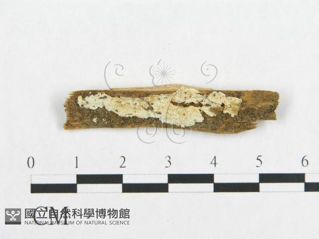 登錄號:F0019938藏品圖，第1張