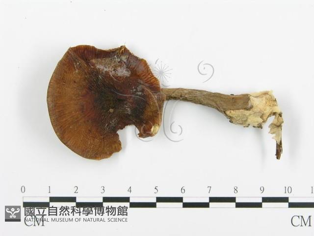 登錄號:F0013938藏品圖，第3張