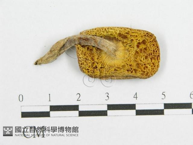登錄號:F0010638藏品圖，第3張