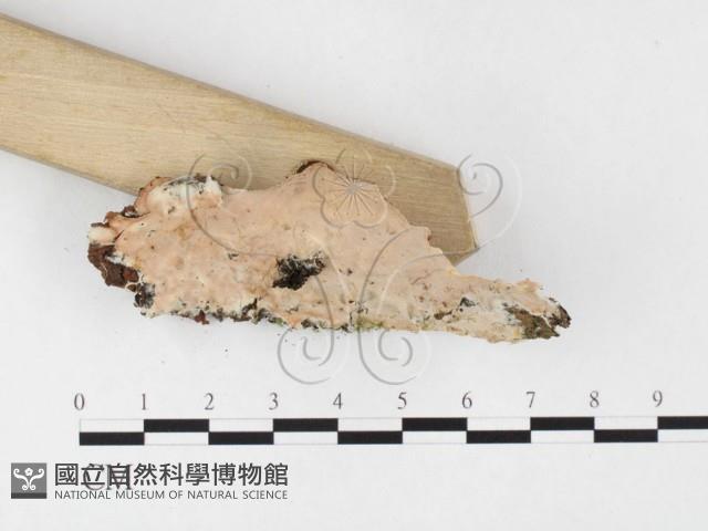 孔韌菌屬藏品圖，第3張