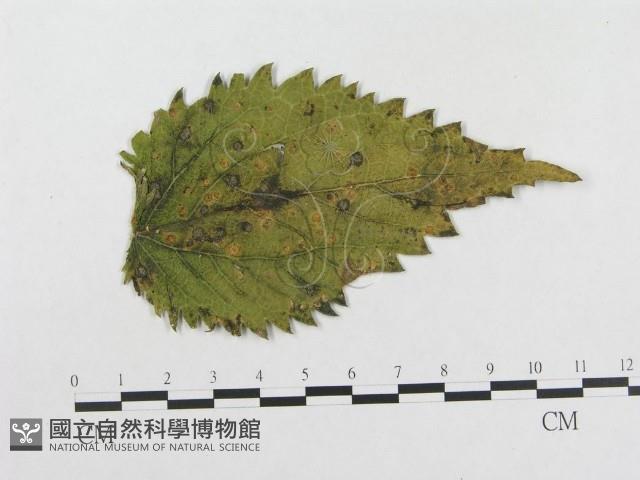 登錄號:F0004638藏品圖，第3張