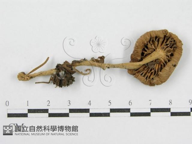 登錄號:F0002638藏品圖，第3張