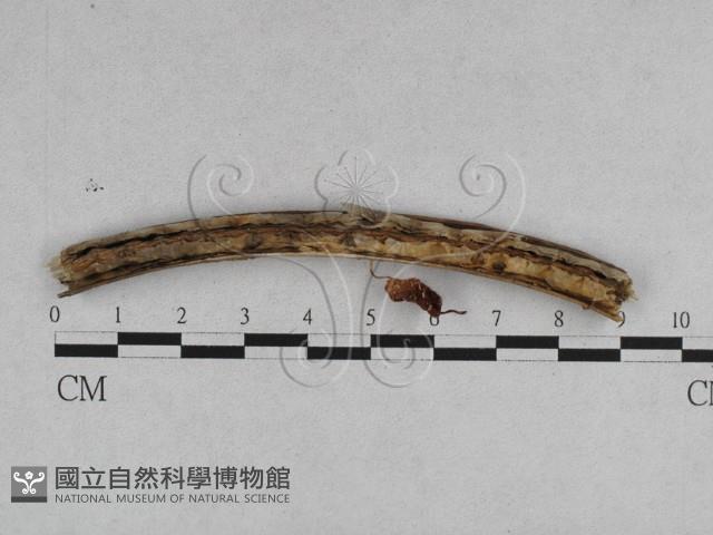 登錄號:F0007638藏品圖，第3張