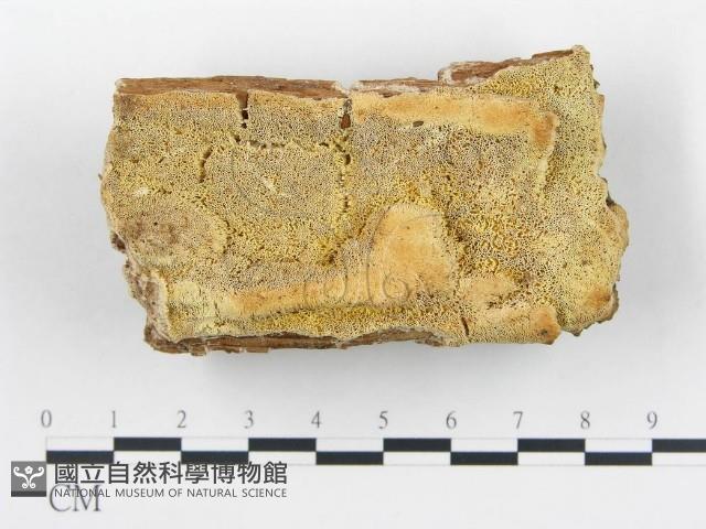 登錄號:F0017638藏品圖，第1張
