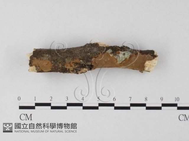 木層孔菌屬藏品圖，第3張