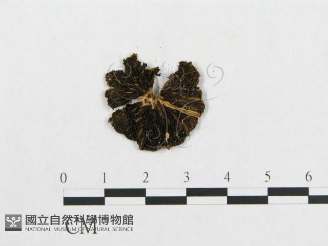 登錄號:F0005638藏品圖，第3張