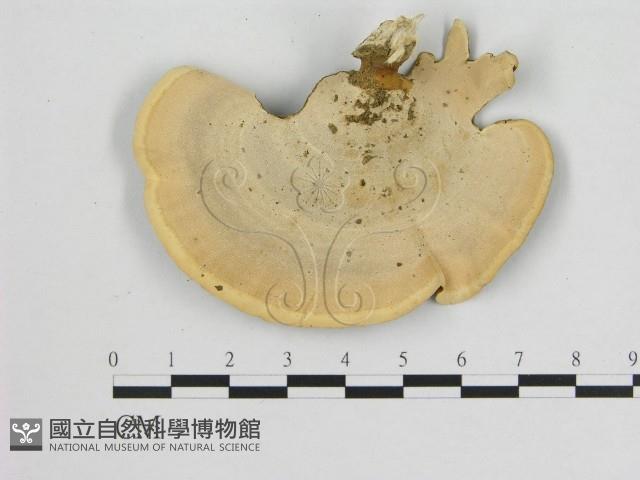 相鄰小孔菌藏品圖，第3張