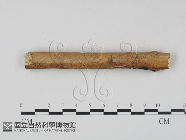 顯絲菌屬藏品圖，第3張