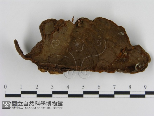 刺革菌屬藏品圖，第3張