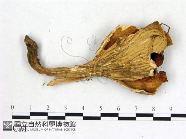 登錄號:F0013638藏品圖，第3張