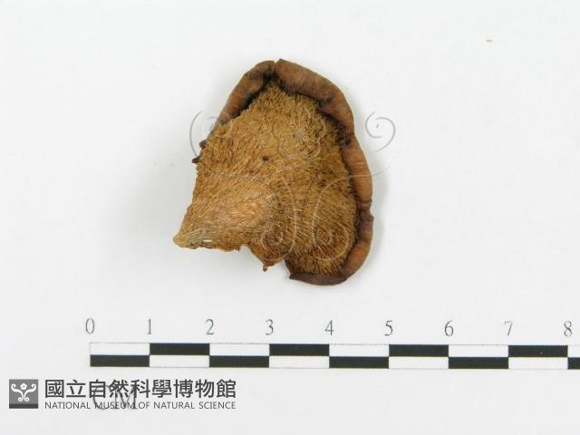 登錄號:F0020438藏品圖，第3張