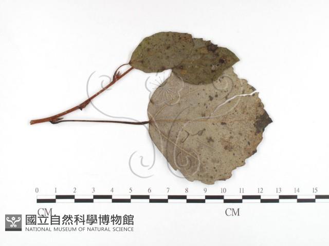 登錄號:F0026438藏品圖，第1張