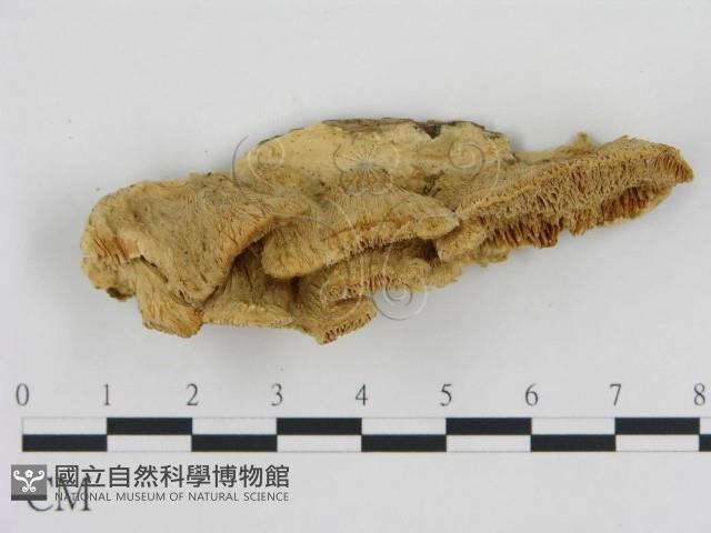 登錄號:F0006438藏品圖，第3張