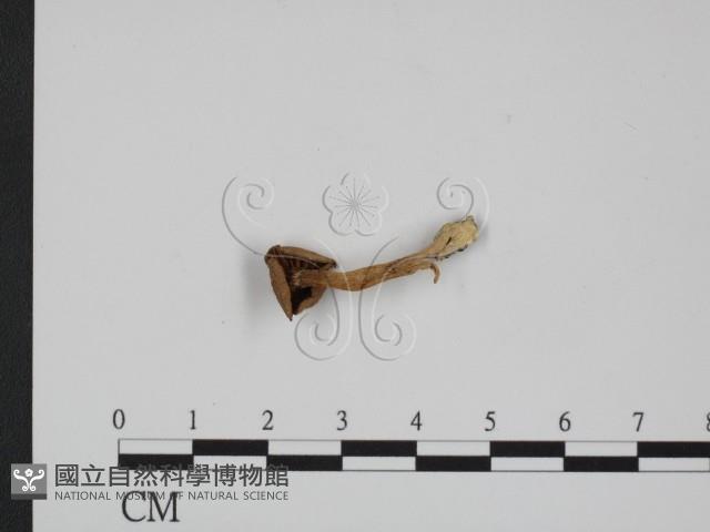 登錄號:F0016438藏品圖，第3張