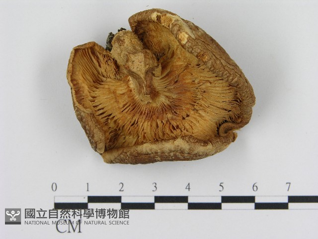 登錄號:F0004438藏品圖，第3張
