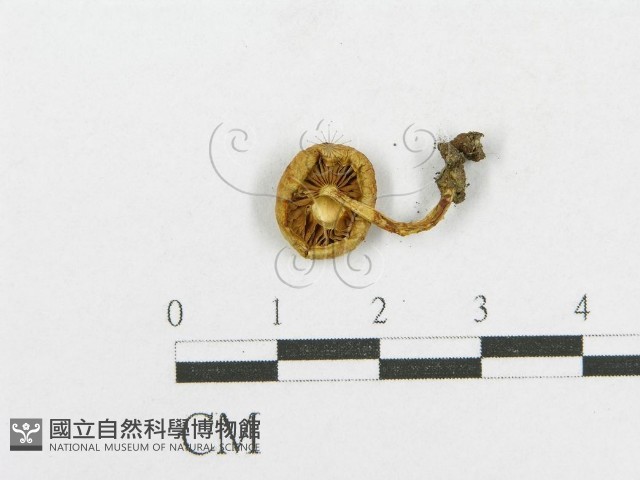 登錄號:F0014438藏品圖，第3張