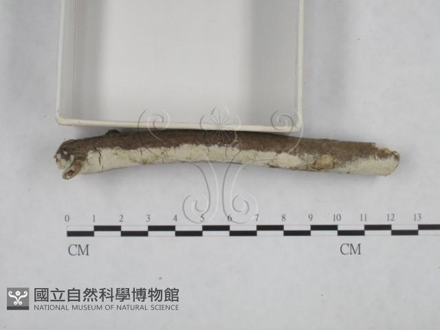 登錄號:F0002438藏品圖，第3張