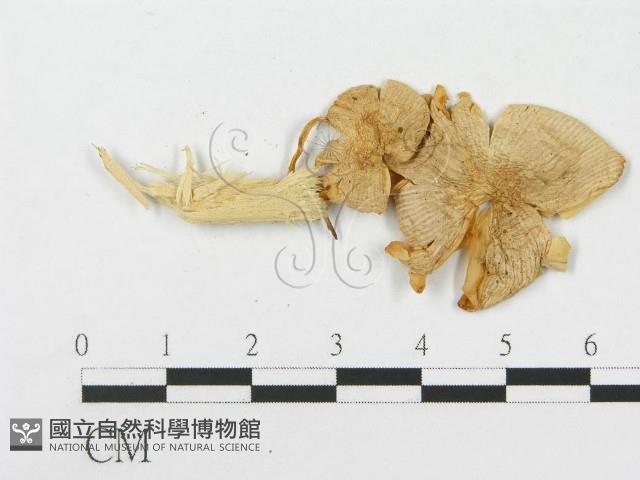 登錄號:F0007438藏品圖，第3張