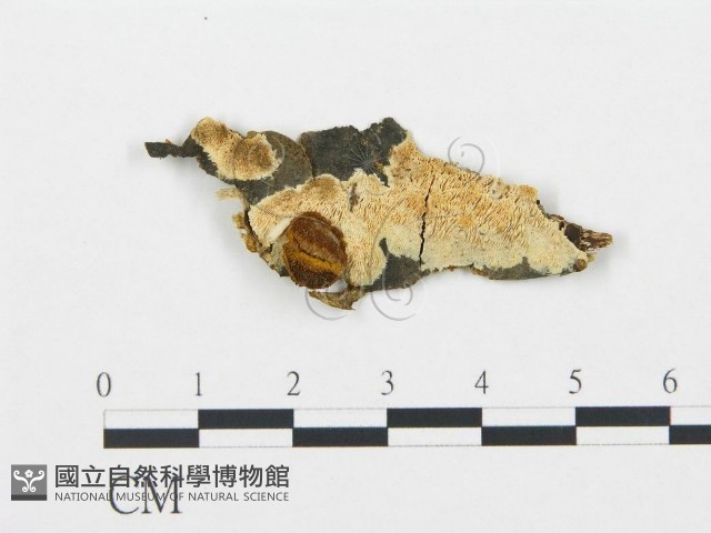 登錄號:F0017438藏品圖，第1張