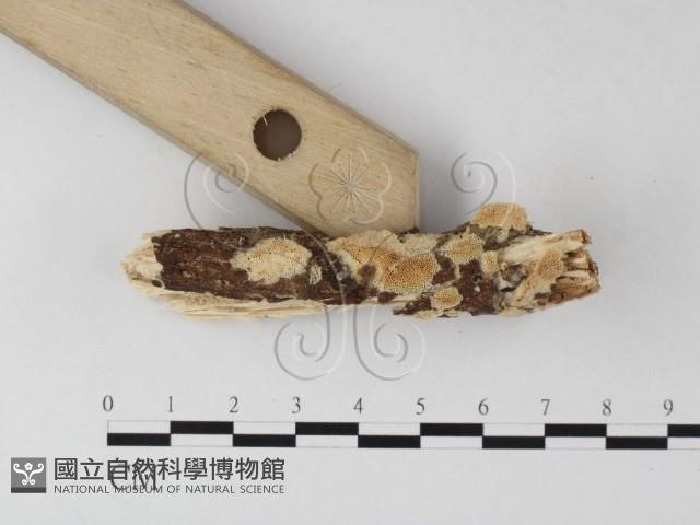 登錄號:F0025438藏品圖，第3張